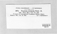 Puccinia striatula image
